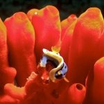 Blue Ribbon Dive Resort Sabang